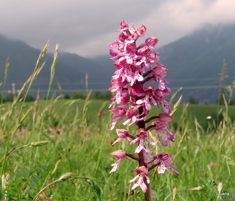 Orchis x hybrida Boenningh
