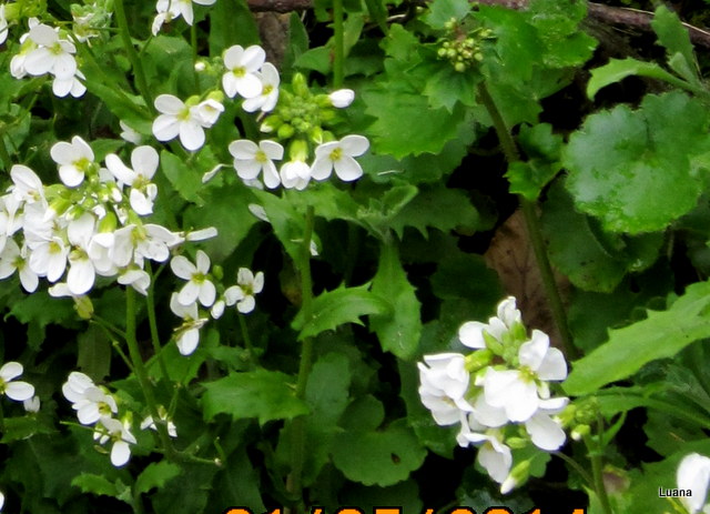 Arabis alpina !!