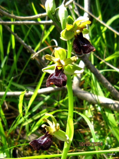 O. xchimaera ( O. fusca x O. romolinii )