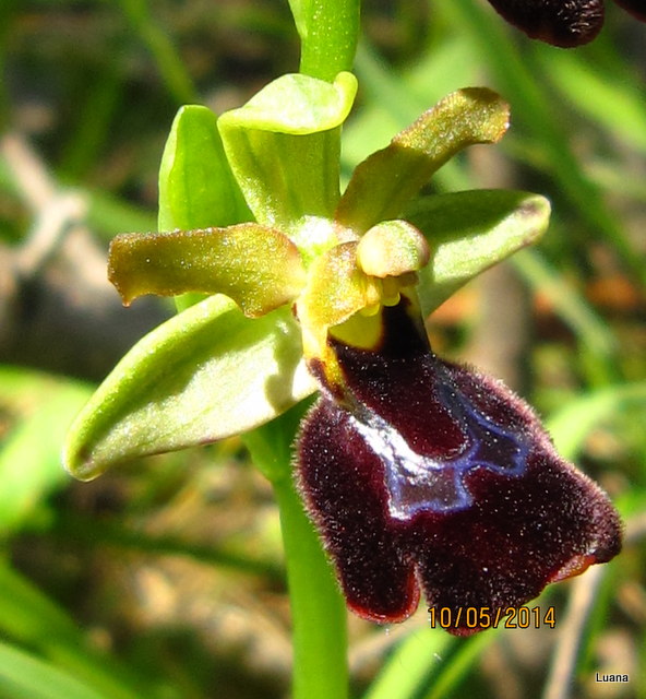 O. xchimaera ( O. fusca x O. romolinii )