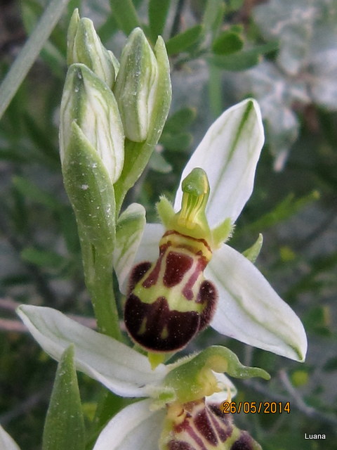 Ophrys apifera var. laetitiae