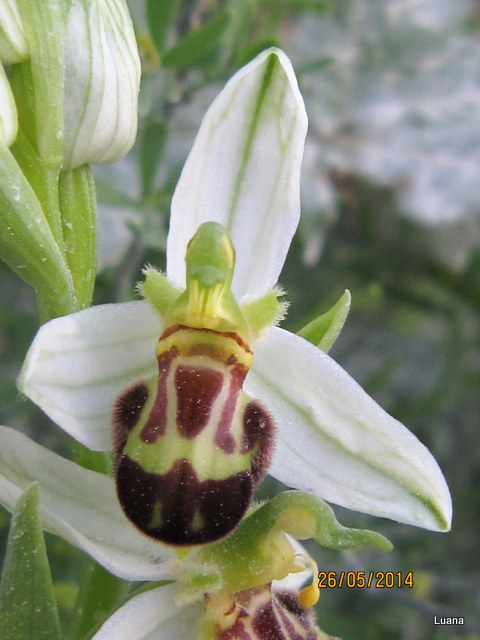 Ophrys apifera var. laetitiae