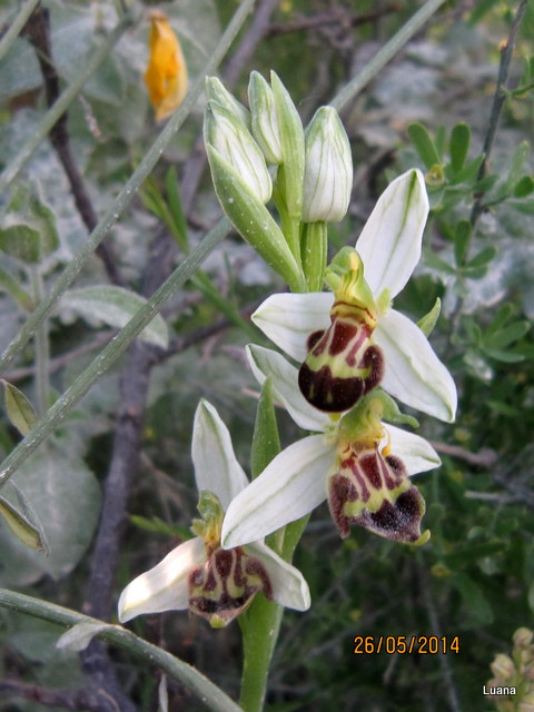 Ophrys apifera var. laetitiae