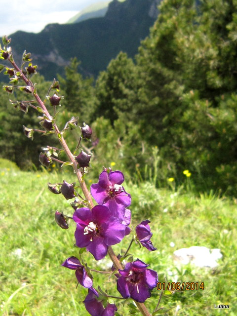 Verbascum phoeniceum