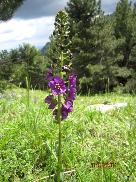 Verbascum phoeniceum