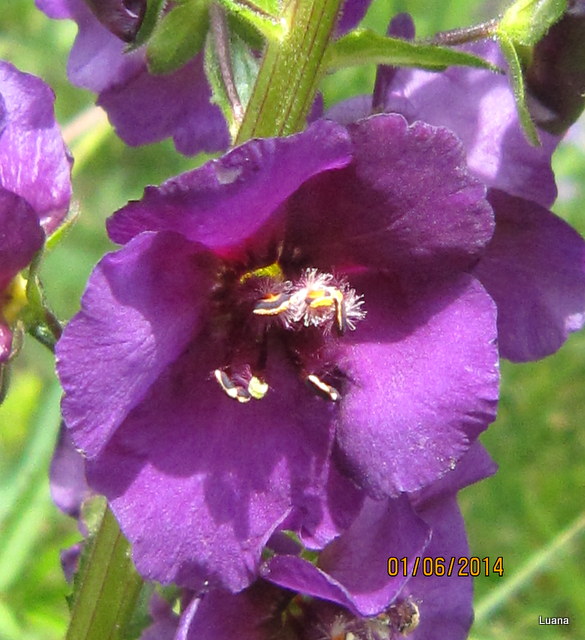 Verbascum phoeniceum