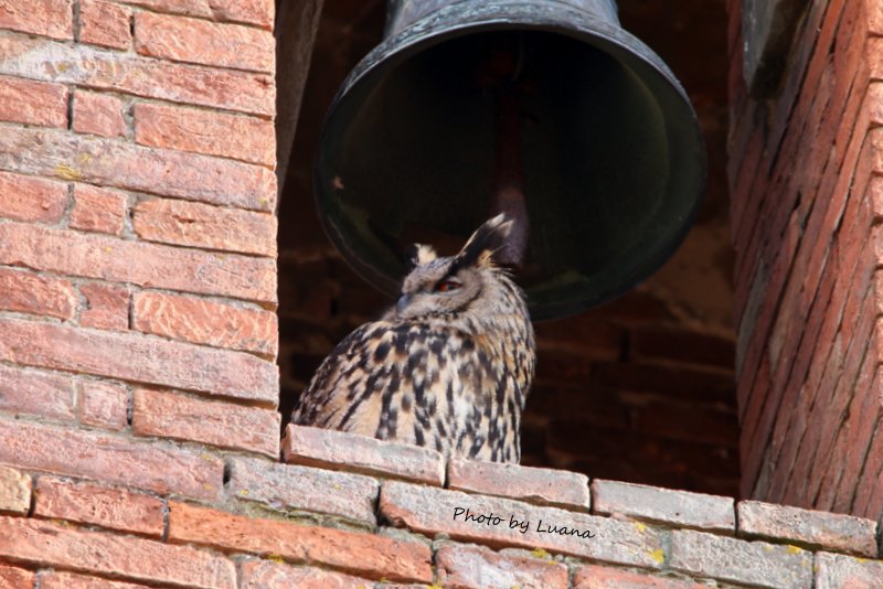 Gufo reale ( Bubo bubo )