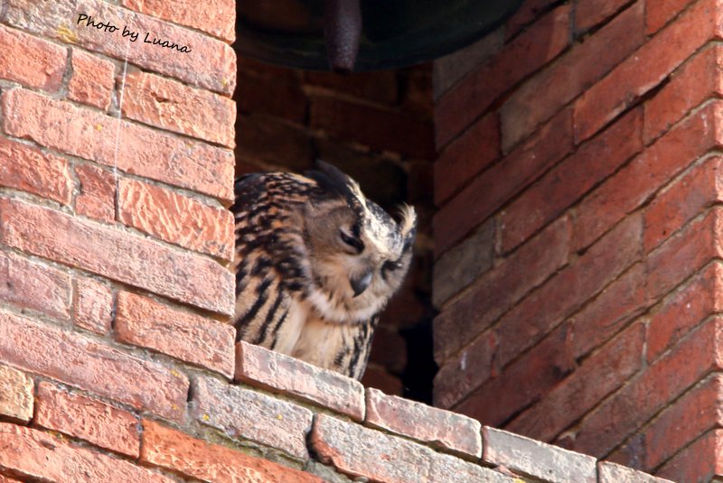 Gufo reale ( Bubo bubo )