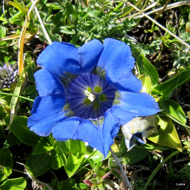 Gentiana clusii, no: Gentiana dinarica