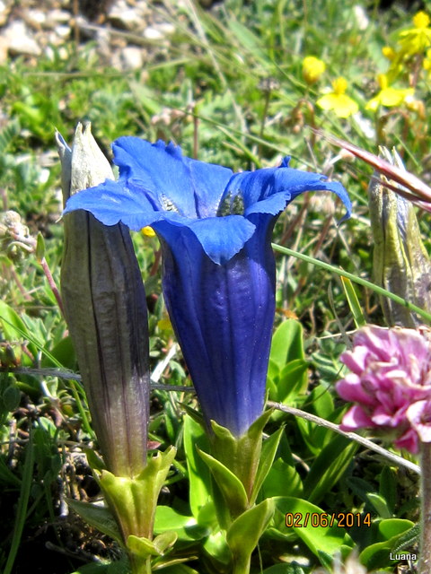 Gentiana clusii, no: Gentiana dinarica
