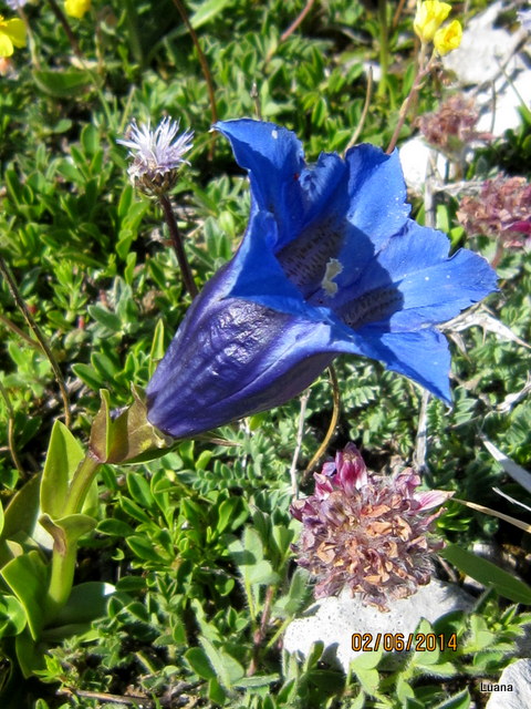 Gentiana clusii, no: Gentiana dinarica