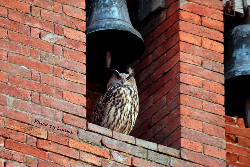 Gufo reale ( Bubo bubo )