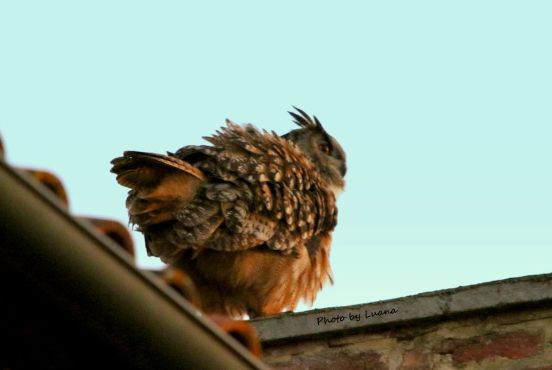 Gufo reale ( Bubo bubo )