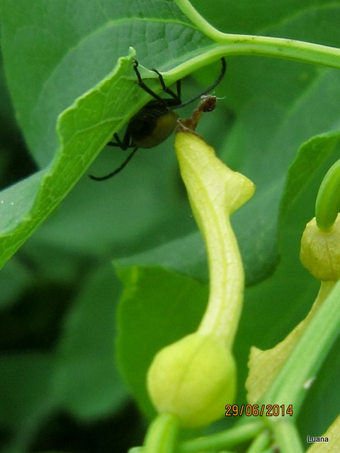 Aristolochia clematitis / Aristolochia clematite