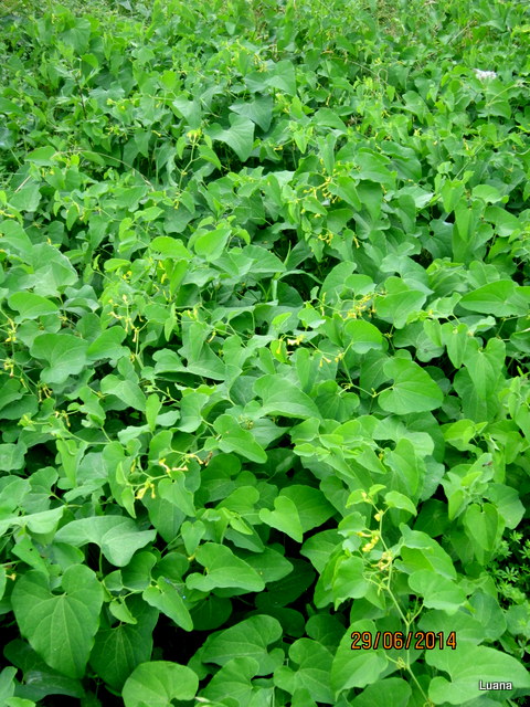 Aristolochia clematitis / Aristolochia clematite