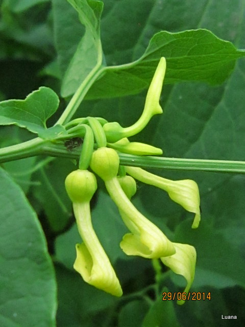 Aristolochia clematitis / Aristolochia clematite