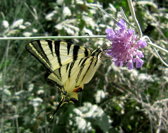 Bellissima farfalla!!!