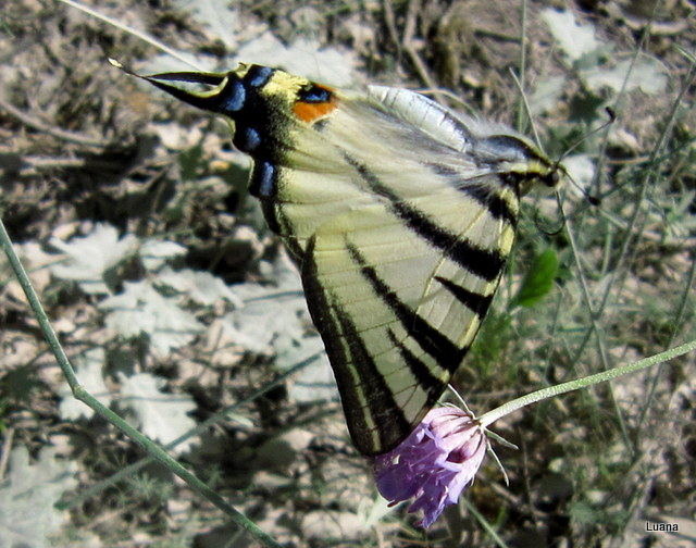 Bellissima farfalla!!!