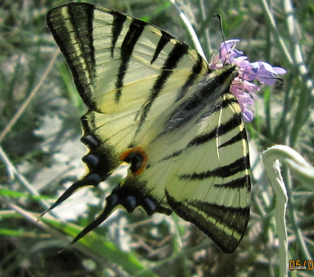 Bellissima farfalla!!!