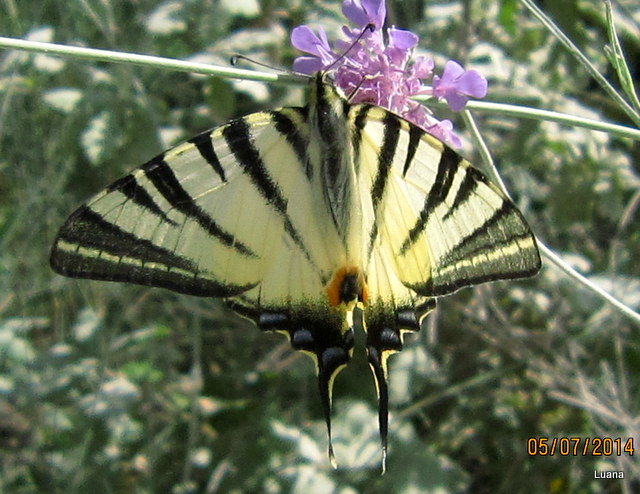 Bellissima farfalla!!!