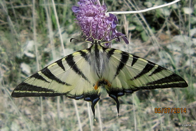 Bellissima farfalla!!!