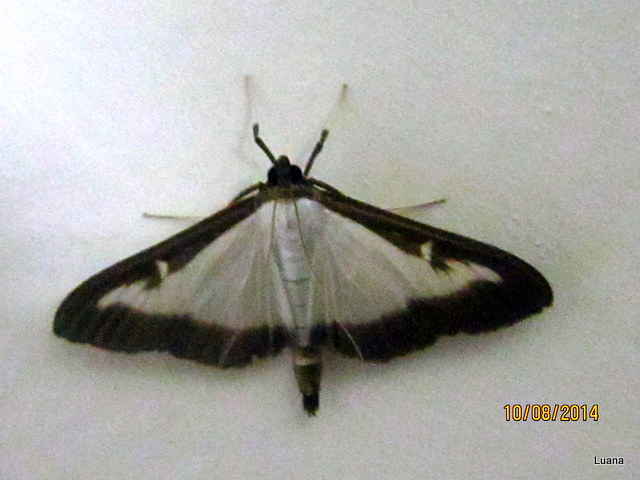 Cydalima perspectalis