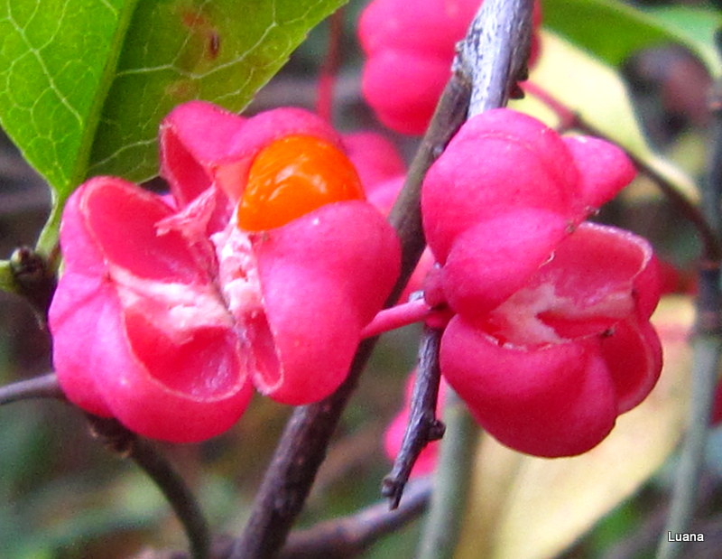Euonymus europaeus/Fusaggine (berretta del prete)