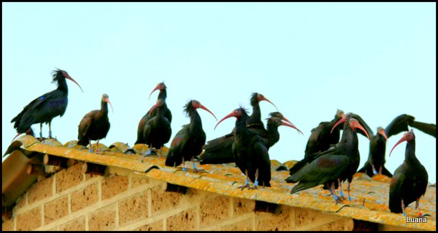 Ibis eremita ( Geronticus eremita )