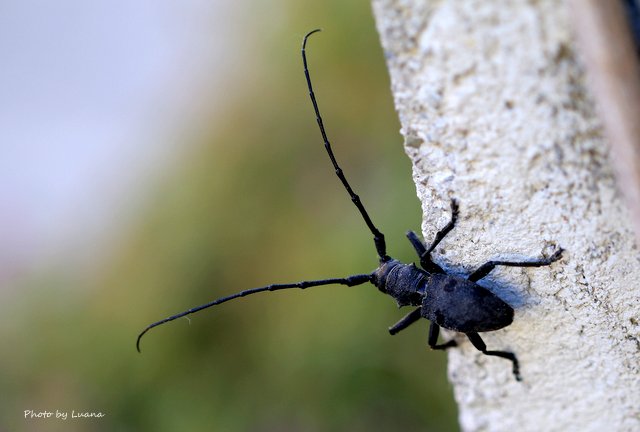 Cerambycidae: Morimus asper