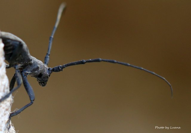 Cerambycidae: Morimus asper