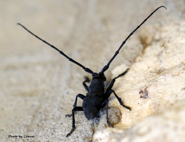 Cerambycidae: Morimus asper