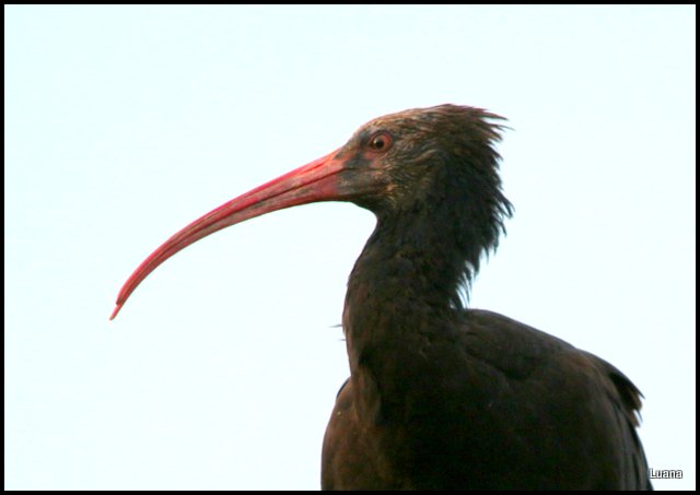 Ibis eremita ( Geronticus eremita )