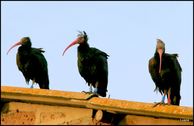 Ibis eremita ( Geronticus eremita )