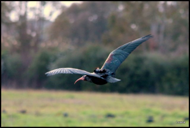 Ibis eremita ( Geronticus eremita )