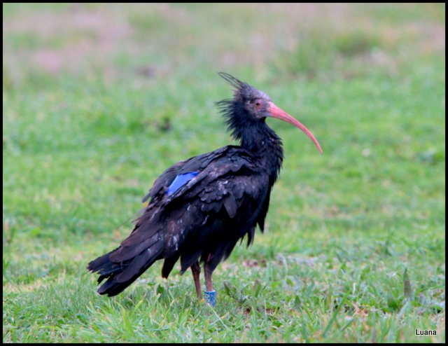 Ibis eremita ( Geronticus eremita )