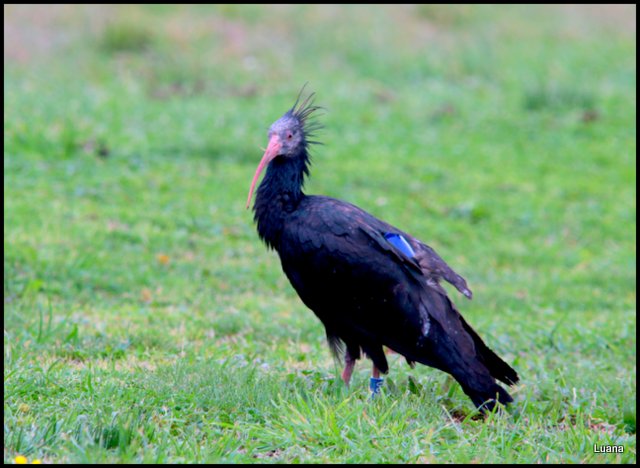 Ibis eremita ( Geronticus eremita )