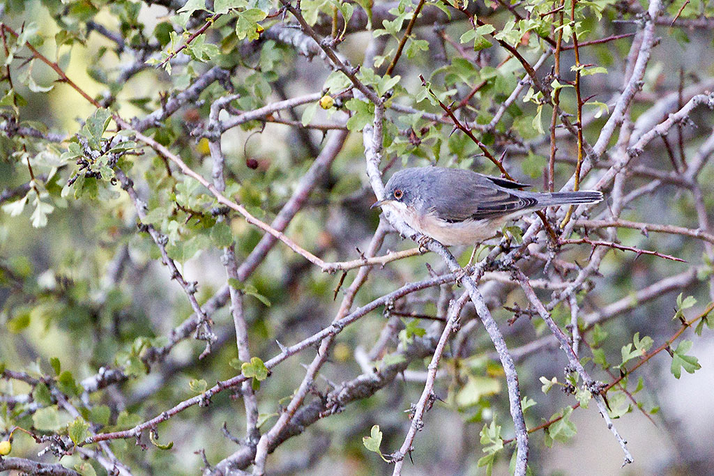 Sterpazzolina comune (Sylvia cantillans)