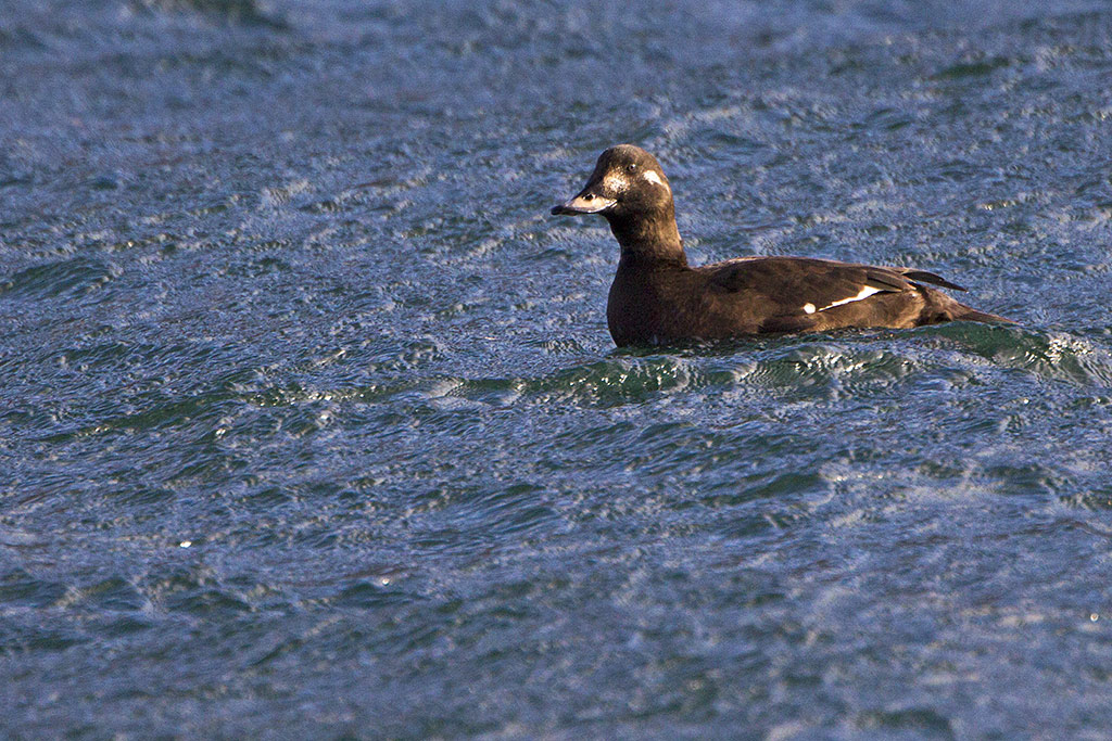 Orco marino  (Melanitta fusca)