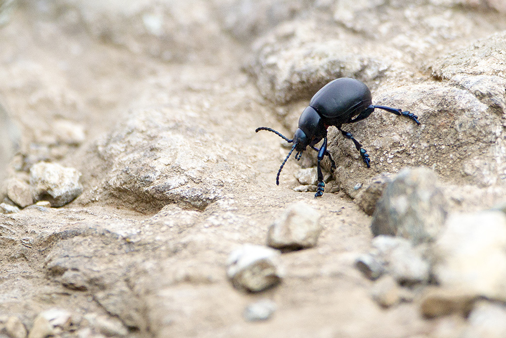 Chrysomelidae: Timarcha nicaeensis