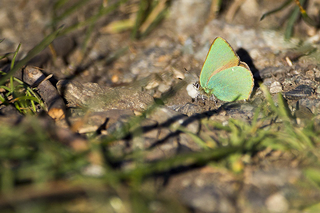 Callophrys rubi - Lycaenidae