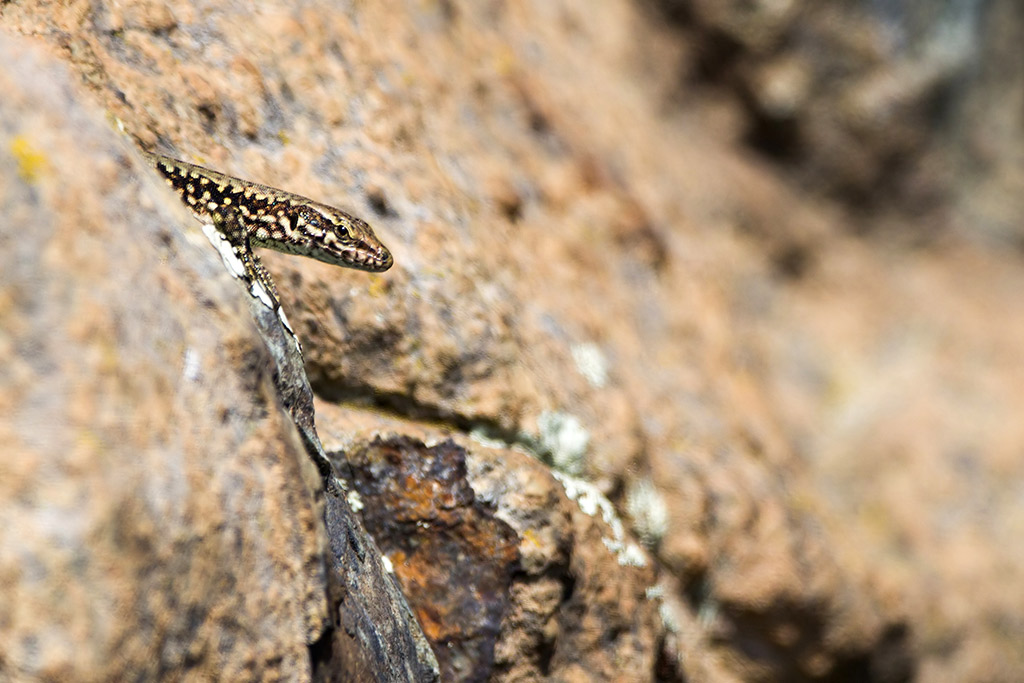 Lucertola muraiola / Podarcis muralis