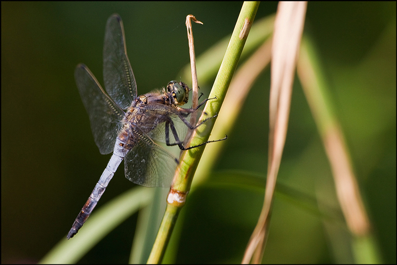 Conferma Orthetrum cancellatum - Confermato