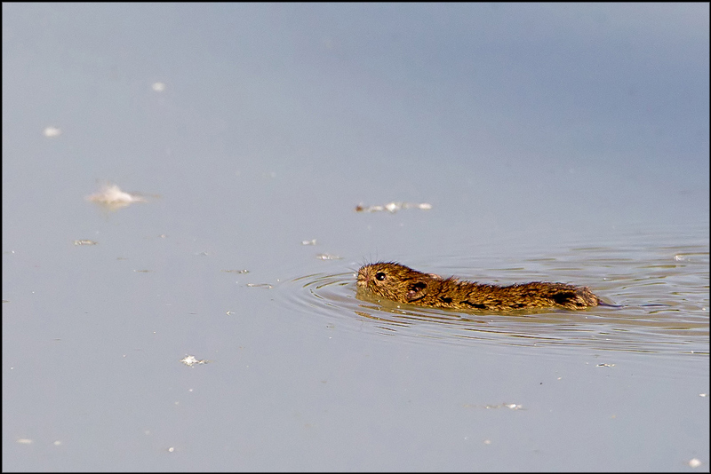 Identificazione: Arvicola  italicus