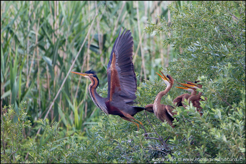 Giovani affamati....
