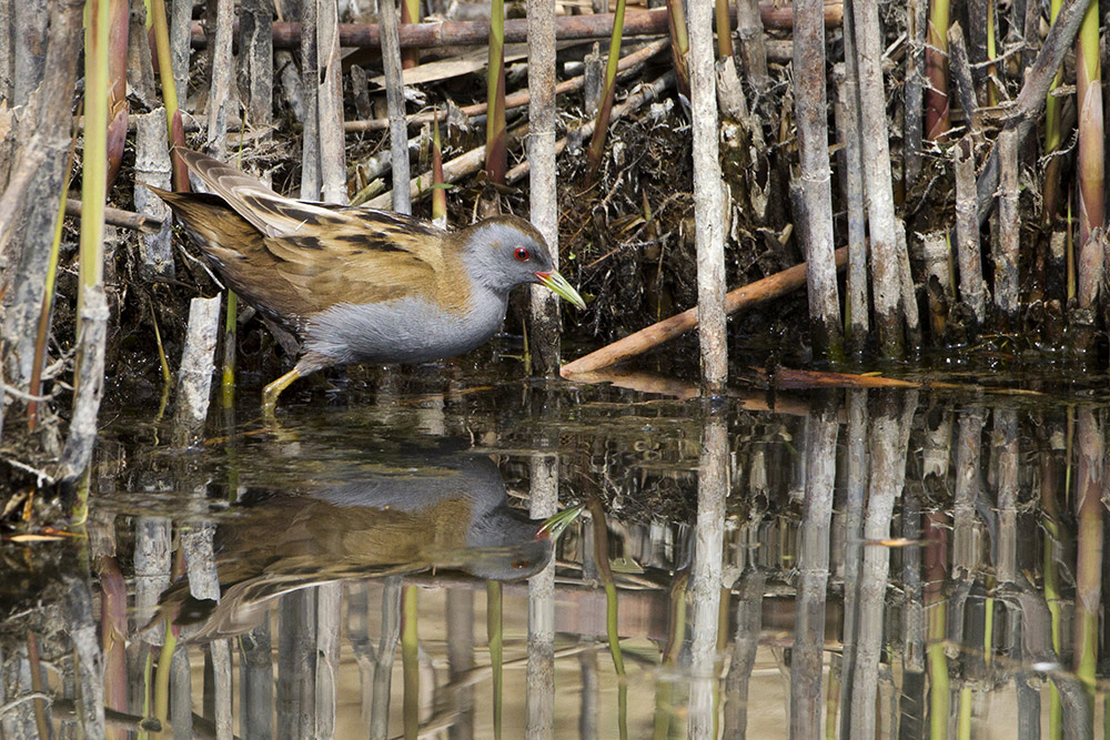 Schiribilla (Porzana parva)