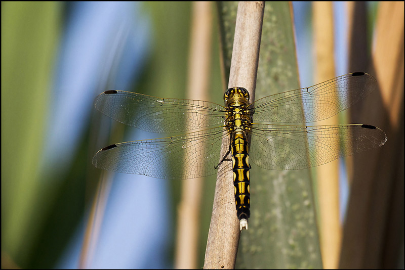 Orthetrum albystilum ??
