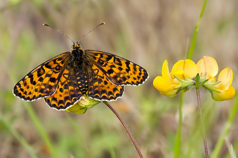 Pyrgus malvoides, Melitaea didyma, Colias crocea