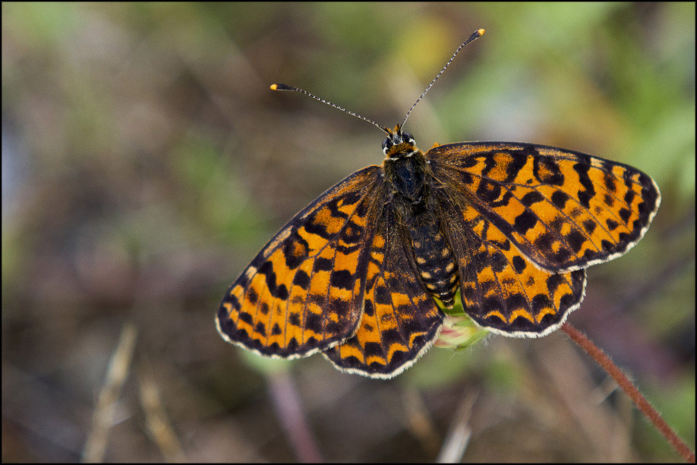 Riconoscimento specie - Melitaea didyma