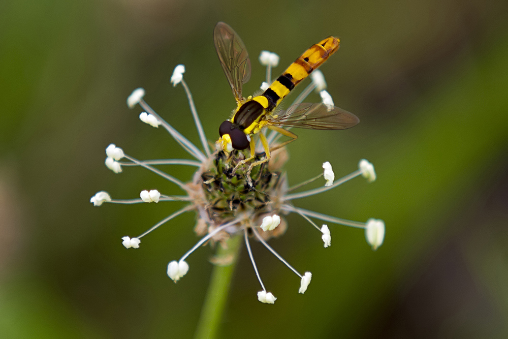 maschio di Sphaerophoria scripta