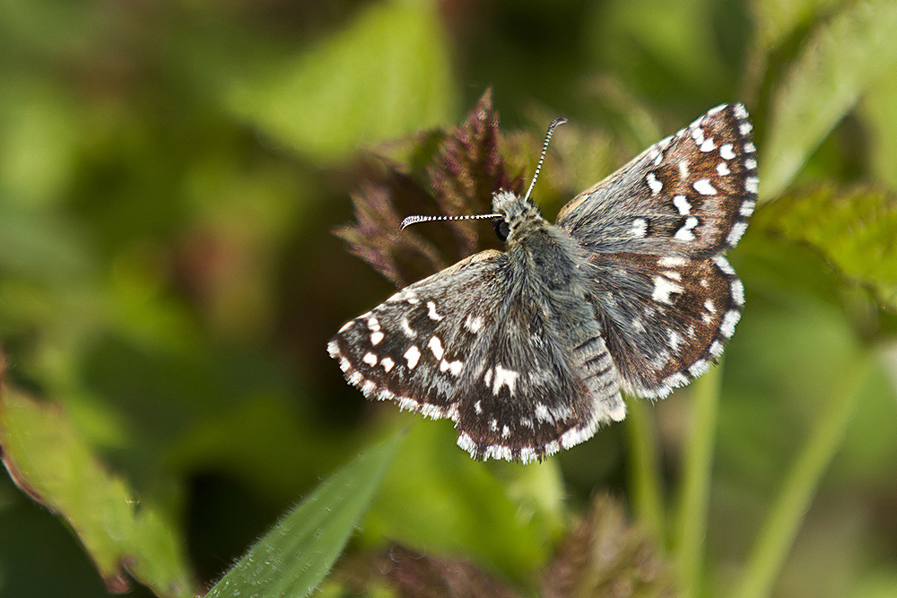 Pyrgus malvoides, Melitaea didyma, Colias crocea